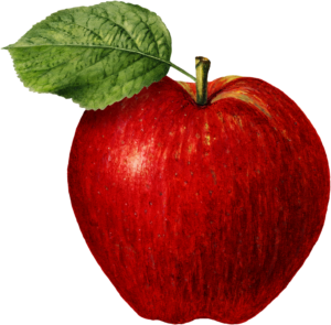 Apple Fruit Food Self Adhesive Vinyl Sticker