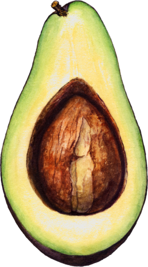 Avocado Fruit Food Self Adhesive Vinyl Sticker