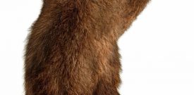 Bear Come At Me Bro Self Adhesive Vinyl Sticker