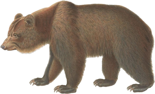 Bear Self Adhesive Vinyl Sticker