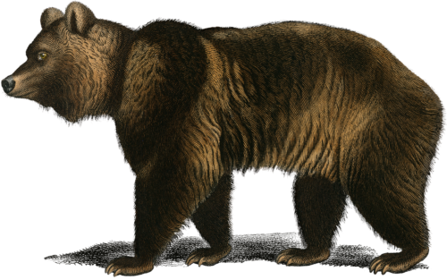 Bear Self Adhesive Vinyl Sticker