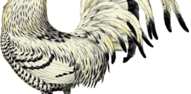 Chicken Self Adhesive Vinyl Sticker