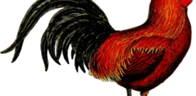 Chicken Self Adhesive Vinyl Sticker