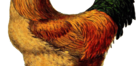 Chicken Self Adhesive Vinyl Sticker