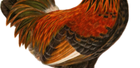 Chicken Self Adhesive Vinyl Sticker