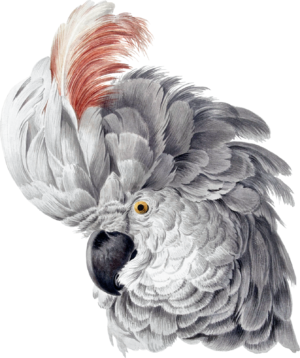 Cockatoo Bird Parrot Self Adhesive Sticker