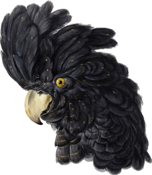 Cockatoo Bird Parrot Self Adhesive Sticker