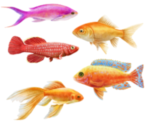 Coldwater Gold Fish Aquatics Self Adhesive Wall Sticker