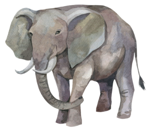 Colourful Elephant Animal Safari Self Adhesive Vinyl Sticker