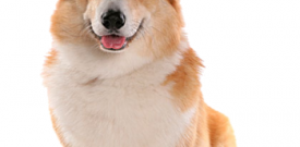 Corgi Dog Self Adhesive Vinyl Sticker