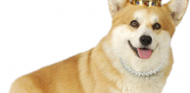 Corgi Dog Self Adhesive Vinyl Sticker