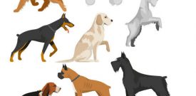 Cute Dogs Dog Breeds Wall Stickers