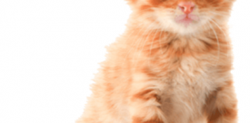 Cute Kitten Cat Self Adhesive Vinyl Sticker