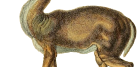 Deer Self Adhesive Vinyl Sticker