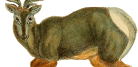 Deer Self Adhesive Vinyl Sticker