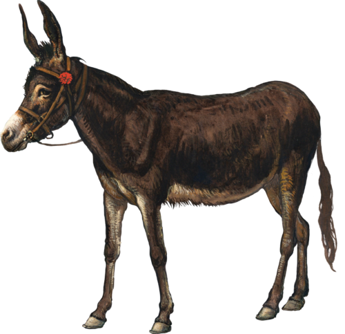 Donkey Self Adhesive Vinyl Sticker