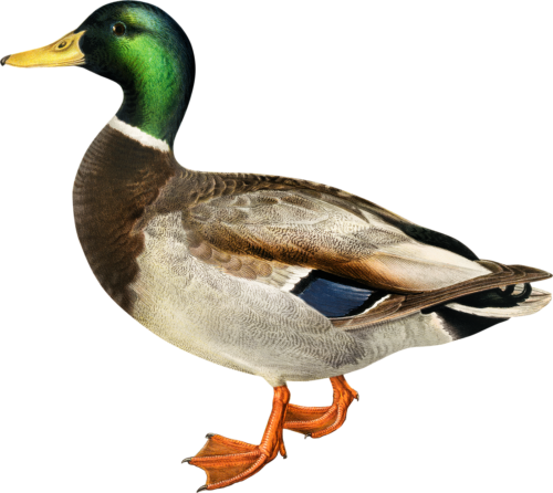 Duck Self Adhesive Vinyl Sticker