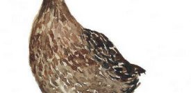 Duck in Wellies Self Adhesive Vinyl Sticker