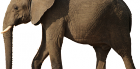 Elephant Wall Sticker Decal Vinyl Self Adhesive