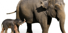 Elephant Wall Sticker Decal Vinyl Self Adhesive