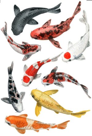 Fish Aquatics Pond Koi Carp Self Adhesive Wall Sticker