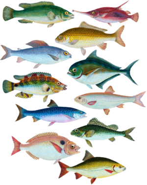 Fish Aquatics Pond Self Adhesive Wall Sticker