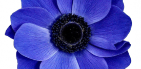 Flower Floral Self Adhesive Vinyl Sticker