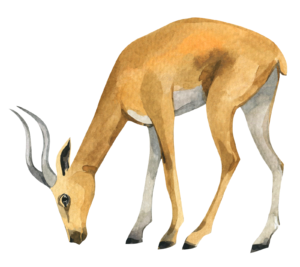 Gazelle Safari Animal Self Adhesive Sticker