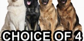 German Shepherd Self Adhesive Dog Sticker