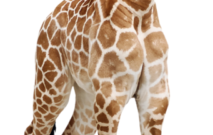 Giraffe Self Adhesive Vinyl Sticker