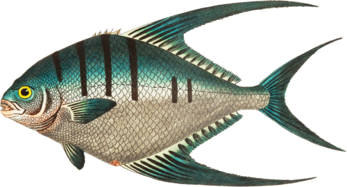 Glaucous Chaetodon Fish Self Adhesive Vinyl Sticker