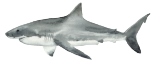 Great White Shark Self Adhesive Sticker