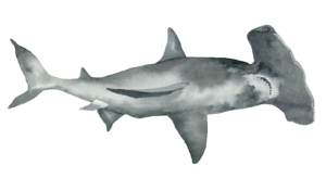 Hammerhead Shark Self Adhesive Sticker