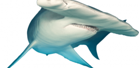 Hammerhead Shark Sticker Self Adhesive Vinyl Jaws