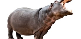 Hippo Self Adhesive Vinyl Sticker