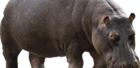 Hippo Self Adhesive Vinyl Sticker