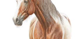 Horse Self Adhesive Vinyl Sticker