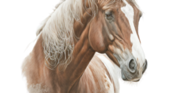 Horse Self Adhesive Vinyl Sticker