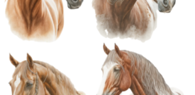 Horses Wall Stickers - 6 sizes available