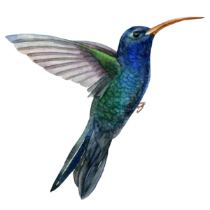 Hummingbird Self Adhesive Sticker