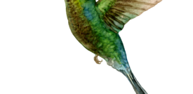 Hummingbird Self Adhesive Sticker