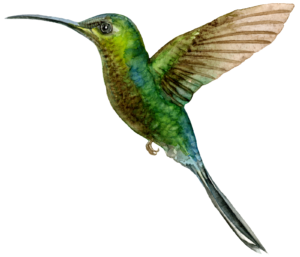 Hummingbird Self Adhesive Sticker