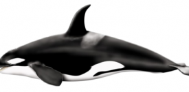 Killer Whale Sticker Self Adhesive Vinyl