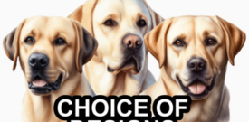 Labrador Retriever Dog Wall Sticker Decal Self Adhesive Vinyl