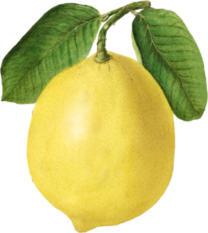 Lemon Fruit Food Self Adhesive Vinyl Sticker