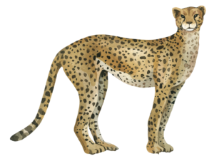 Leopard Safari Animal Self Adhesive Sticker