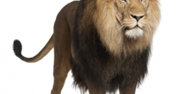 Lion Big Cat Self Adhesive Vinyl Sticker