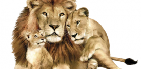 Lion Big Cat Self Adhesive Vinyl Sticker