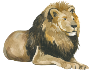 Lion Safari Animal Self Adhesive Sticker