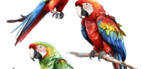 Macaw Parrot Sticker Self Adhesive Vinyl